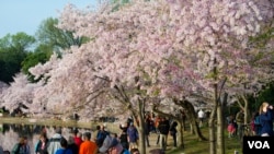 FILE - Throngs of people stroll around the cherry blossom groves, with many visitors arriving before sunrise to take photographs, Tidal Basin in Washington, DC, Apr. 13, 2014. (Elizabeth Pfotzer/VOA)