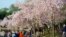 Throngs of people stroll around the cherry blossom groves, with many visitors arriving before sunrise to take photographs, Tidal Basin in Washington, DC, April 13, 2014. (Elizabeth Pfotzer/VOA)