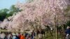 Predicted Peak Cherry Blossom Season Dates to be Announced