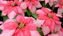 Poinsettias are named for the first American ambassador to Mexico, Joel Poinset, and do not come only in red