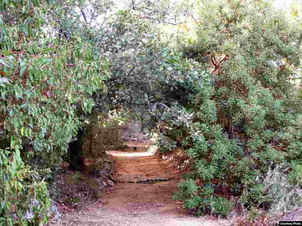 Ugrožena vrsta Rumex rothschildianus raste na obalnim dinama u najnapučenijem području Izraela. (Tel Aviv University Botanical Garden)