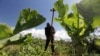 Kenya yang Pertama Dapatkan Kredit Karbon dari Pertanian Berkelanjutan
