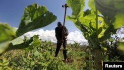 In this file photo, a farmer works in the field at the Kondo farm 400km (248 miles) west of the capital Nairobi, Kenya, April 27, 2010. 