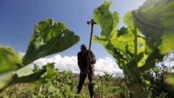 Expanded Partnership To Help Smallholder Farmers