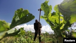 A farmer works in his field at the Kondo farm in Eldoret 400km (248 miles) west of the capital Nairobi, Kenya.