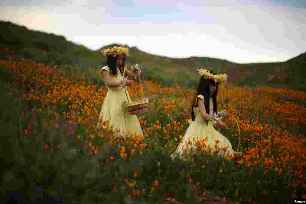 Julia Lu, 5, (L) and Amy Liu, 5, walk through a massive spring wildflower bloom in Lake Elsinore, California, March 14, 2017.