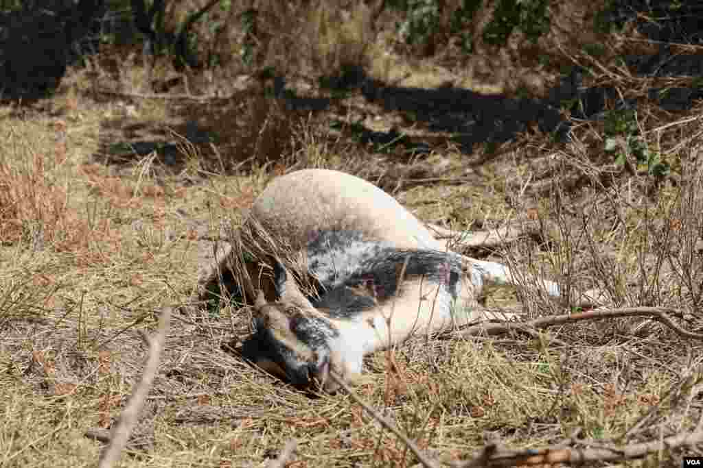 The carcass of a goat is found in Mugie Conservancy, Laikipia, Kenya, March 18, 2017. (Jill Craig/VOA)