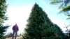 Sam Cartner Jr., co-owner of Cartner's Christmas Tree Farm, poses for a photo next to the official White House Christmas tree, a 20-foot Fraser fir, Wednesday, Nov. 13, 2024, in Newland, N.C.