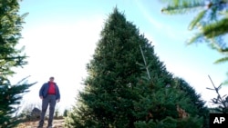 Sam Cartner Jr., co-owner of Cartner's Christmas Tree Farm, poses for a photo next to the official White House Christmas tree, a 20-foot Fraser fir, Wednesday, Nov. 13, 2024, in Newland, N.C.