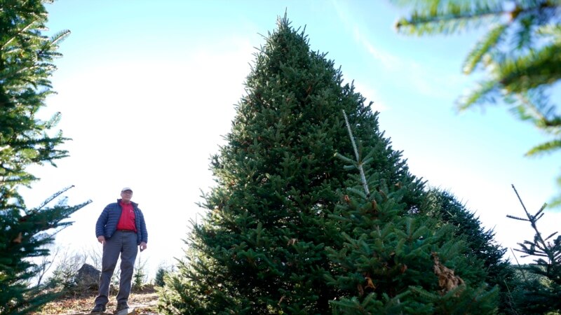 White House's Christmas tree is symbol of resilience for hurricane-hit North Carolina farms