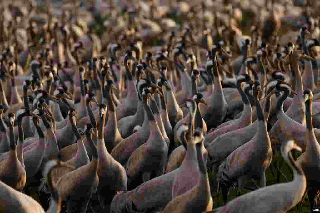 Thousands of cranes rest around the Agamon Hula Valley Nature Reserve in northern Israel, on their seasonal migration route from Europe to Africa, at sunrise.