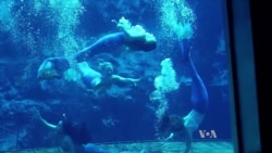 Florida’s Weeki Wachee ‘Mermaids’ Make a Splash