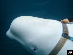 A beluga whale wearing a Go Pro harness is seen in Norwegian waters, April 26, 2019.