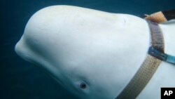 Una ballena beluga nadando alrededor de un barco pesquero antes de que pescadores noruegos le quitaran el apretado arnés, en la costa norte de Noruega, el viernes 26 de abril de 2019. (Joergen Ree Wiig/Norwegian Direcorate of Fisheries Sea Surveillance Unit vía AP)