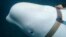 Una ballena beluga nadando alrededor de un barco pesquero antes de que pescadores noruegos le quitaran el apretado arnés, en la costa norte de Noruega, el viernes 26 de abril de 2019. (Joergen Ree Wiig/Norwegian Direcorate of Fisheries Sea Surveillance Unit vía AP)