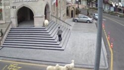 Livestock Invade City Hall in Turkey 