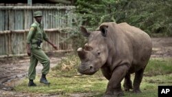 FILE - A keeper walks with a female northern white rhino as she is let out of her pen to graze at the Ol Pejeta Conservancy in Kenya, Dec. 2, 2014.