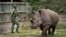 FILE - A keeper walks with a female northern white rhino as she is let out of her pen to graze at the Ol Pejeta Conservancy in Kenya, Dec. 2, 2014.