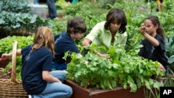 First lady Michelle Obama joins New Jersey school children to harvest the summer crop from White House kitchen garden, Washington, May 28, 2013.