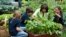 First lady Michelle Obama joins New Jersey school children to harvest the summer crop from White House kitchen garden, Washington, May 28, 2013.