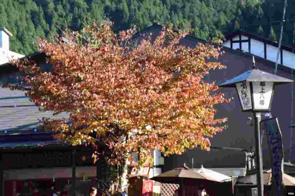 日本郡上八幡秋色。(美國之音湯惠芸攝)