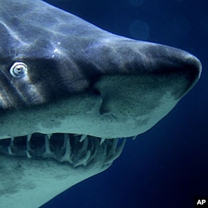 Research on Cancer-Fighting Shark's Blood Gets Boost in Australia