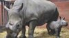 Conservation Project Saves Endangered Black Rhinos