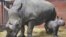 Conservation Project Saves Endangered Black Rhinos