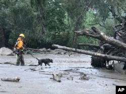 In this photo provided by Santa Barbara County Fire Department, a K-9 search and rescue team walks into an area of debris and mud flow in Montecito. California, Jan. 9, 2018.