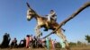Jumping Donkey Leaps to Fame in Egyptian Village