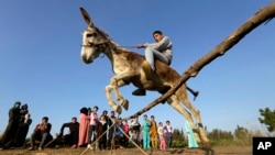 Egyptian farmer Ahmed Ayman, 14, rides his trained donkey as he jumps over a barrier in the Nile Delta village of Al-Arid about 150 kilometers north of Cairo, Egypt, Feb. 5, 2016.