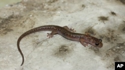 This is a Cave Splayfoot salamander. (Sean Rovito 2006)