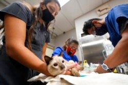 Seekor kucing bernama Miller tengah diambil darah di Veterinary Specialty Hospital di Palm Beach Gardens, Florida (AP Photo/Wilfredo Lee)