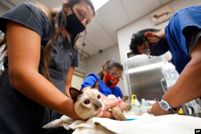 Seekor kucing bernama Miller tengah diambil darah di Veterinary Specialty Hospital di Palm Beach Gardens, Florida (AP Photo/Wilfredo Lee)