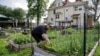 Urban gardener Jo Bartikoski picks dill from her garden patch at the Dundee community garden in Omaha, Nebraska, May 29, 2014. 