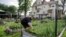 Urban gardener Jo Bartikoski picks dill from her garden patch at the Dundee community garden in Omaha, Nebraska, May 29, 2014.