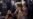 Brazil's Rousseff Will Go to UN, Denounce Impeachment Bid