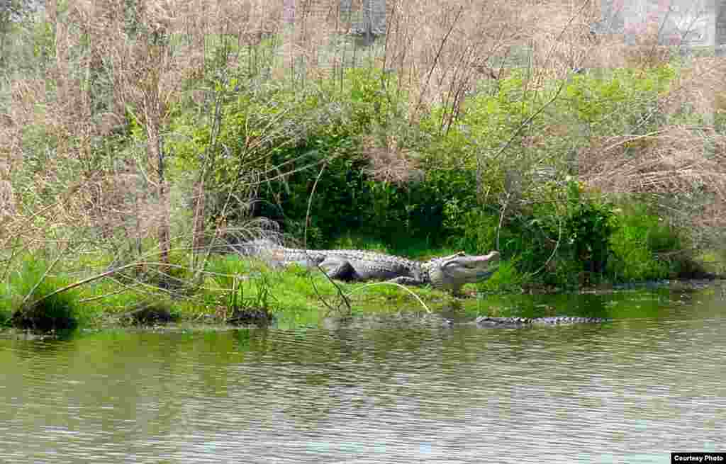 Saved from the brink of extinction, the American alligator now thrives in its native habitat: the swamps and wetlands of the southeastern United States. (Courtesy Mark Glass) 