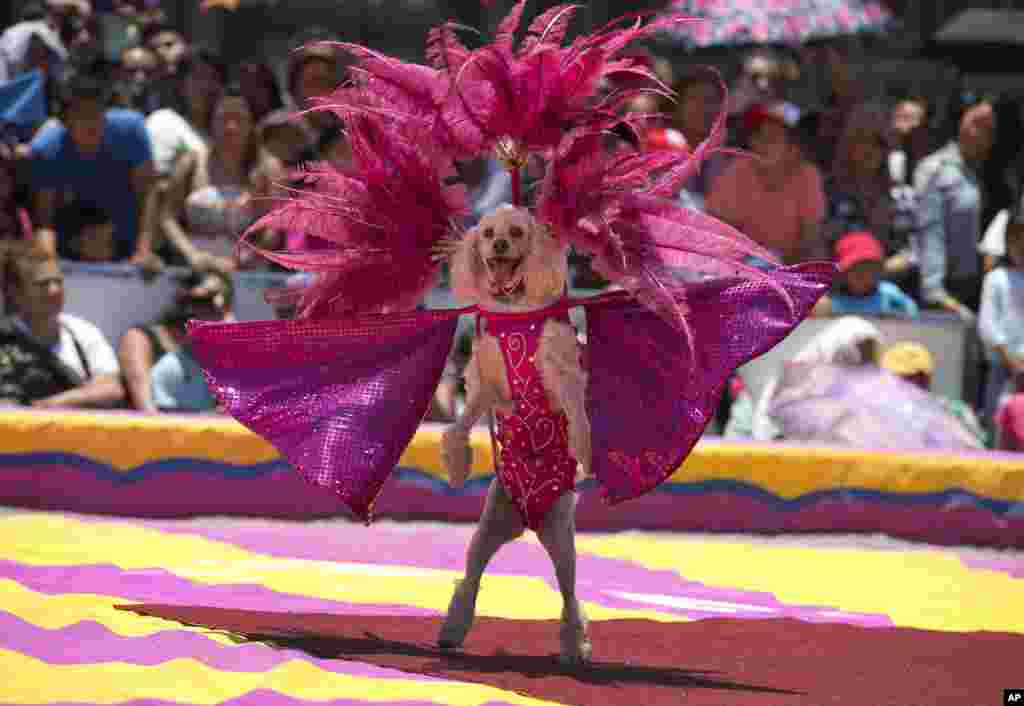 A circus dog performs in costume during a free public show to protest Mexico City&#39;s ban on circus animals - other than horses and dogs - in Mexico City&#39;s main square, Zocalo, July 22, 2014.