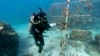 Coral Gardeners Bring Back Jamaica's Reefs, Piece by Piece