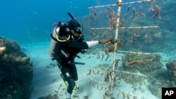 Diver Lenford DaCosta tends to lines of staghorn coral growing at an underwater nursery inside the Oracabessa Fish Sanctuary in Oracabessa, Jamaica, Feb. 12, 2019.