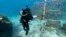 Diver Lenford DaCosta tends to lines of staghorn coral growing at an underwater nursery inside the Oracabessa Fish Sanctuary in Oracabessa, Jamaica, Feb. 12, 2019.