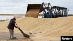 An employee sweeps wheat grain at the Aktyk farm outside Astana, Kazakhstan, September 10, 2013.