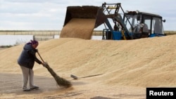 FILE - An employee sweeps wheat grain at the Aktyk farm outside Astana, Kazakhstan, September 10, 2013.