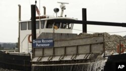 The Oyster Recovery Partnership plants more than two billion hatchery oysters in state sanctuary waters.