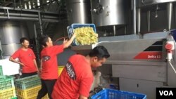 Pekerja Sababay Winery memasukkan anggur ke mesin pemeras anggur. (Foto: VOA/Puspita).