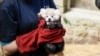 Petugas kebun binatan Edinburgh memegang bayi panda merah bernama Roxie, yang berusia tiga bulan. (Foto: Royal Zoological Society of Scotland via AP)