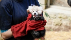 Petugas kebun binatan Edinburgh memegang bayi panda merah bernama Roxie, yang berusia tiga bulan. (Foto: Royal Zoological Society of Scotland via AP)