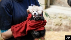 Petugas kebun binatan Edinburgh memegang bayi panda merah bernama Roxie, yang berusia tiga bulan. (Foto: Royal Zoological Society of Scotland via AP)