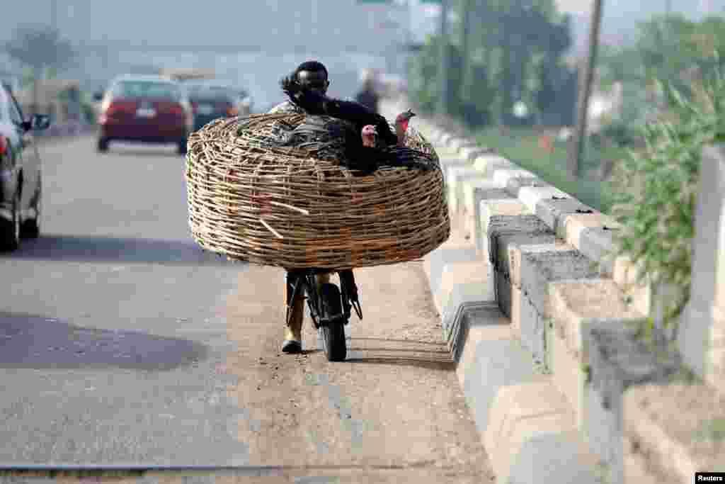 A laborer pushes a basket with livestock on a wheel barrow on a road in Ojota district in Lagos, Nigeria.